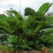 Image result for Zamia furfuracea