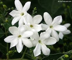 Check spelling or type a new query. Jasminum Molle Indian Jui Toptropicals Com