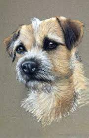 182 border terrier clip art images on gograph. Border Terrier Drawn In Pastels Order An Oil Painting Of Your Pet Now At Www Petsinportrait Com Dog Portraits Pet Portraits Dog Paintings