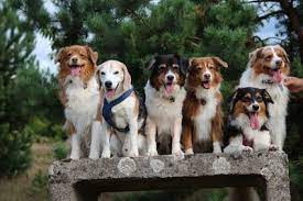 Maybe you would like to learn more about one of these? Beagle Aussie