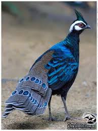 Black Bird With White Tail Philippines Philippine Birds Palawan Specialties Nature Birds Pet Birds Birds