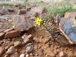 Image result for Talinum crispatulum