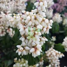 Image result for Pieris japonský bonfire obrázek