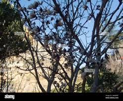 Image result for Lasiodiscus pervillei