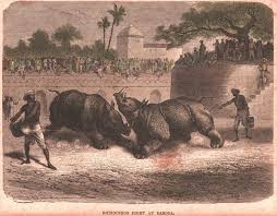Records of the Rhinoceros in Captivity in Baroda