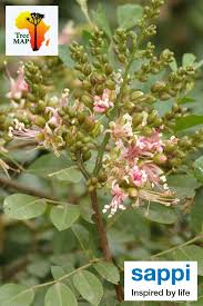 Image result for Schotia capitata