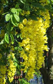 Image result for Laburnum anagyroides