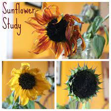 Sunflower Dissection Sunflower Stem Activities Nature Study