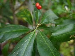 Image result for Rauvolfia nana