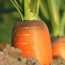 Maybe you would like to learn more about one of these? 7 Sayuran Yang Mudah Ditanam Di Dalam Ruangan Halaman All Kompas Com