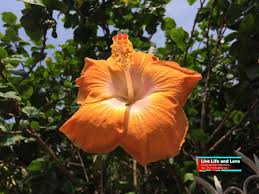 Shopee guarantee | free shipping | daily discover. Hibiscus Varieties Live Life And Love