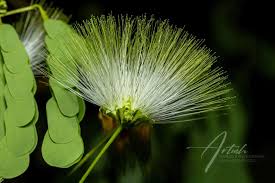 Image result for Albizia grandibracteata