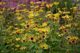 Its blooms have a pinwheel effect because each of the petals is rolled into a tube. Nigel Dunnett On Twitter Definitely On My Wish List For Next Year Rudbeckia Subtomentosa Henry Eilers In Olympic Park Piet Oudolf Planting Http T Co Uudpcfvubx
