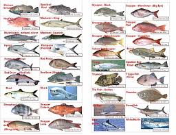 Florida Salt Water Fish Id Florida Fish Florida Salt Water