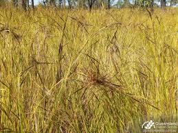 Image result for Heteropogon contortus