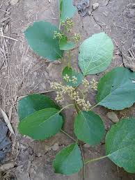 Image result for Cordia sp.A.