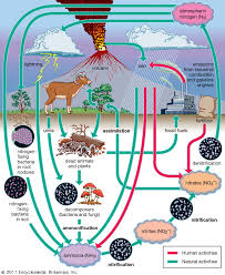 Biosphere The Nitrogen Cycle Britannica