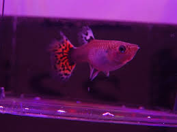 Chances are that if you got the female guppy from a store she's already pregnant. How To Identify A Pregnant Guppy What To Look For Build Your Aquarium