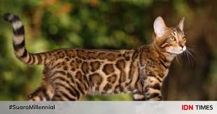 Harga kucing hutan sendiri terbilang cukup tinggi. 10 Jenis Kucing Dengan Harga Fantastis Mau Pelihara Mereka
