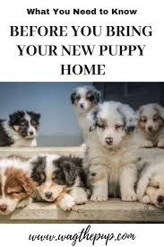 Bringing Your New Puppy Home The First 48 Hours Wag The Pup New Puppy Aussie Puppies Puppies