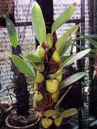 Image result for Bulbophyllum prorepens