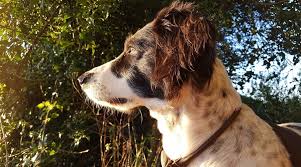 Maybe you would like to learn more about one of these? Border Collie Mixes 30 Different Crossbreeds With Pictures