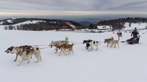 Elle a longtemps eu une place de cheffe dans le groupe de chiens mais elle a laissé sa place aux jeunes. Chiens De Traineau Ballon D Alsace