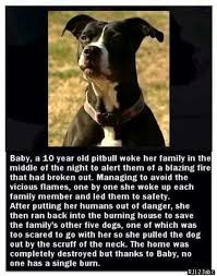 Amazing And Special Fur Baby Funny Dog Memes Animal Stories Animals Beautiful