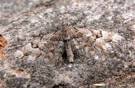 Image result for Eupithecia lanceata