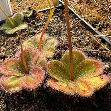 Image result for Xerophyta squarrosa