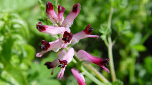 Image result for Fumariaceae