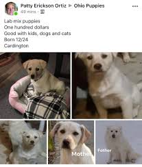 We did not find results for: Lab Spitz Mix Pups For Sale Salt Of The Earth Dogs