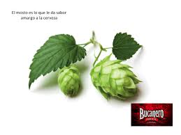 Puede ayudarle el aprender más sobre el lupus. Cerveza Bucanero Te Platica Que Es Lo Que Le Da A La Cerveza El Sabor Amargo Lo Que Hace Que La Cerveza Tenga U Lupulo Cerveza Elaboracion De Cerveza Cerveza