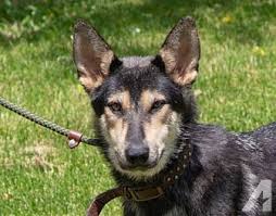 Mirabelle Siberian Husky Adult Female For Sale In Alden Illinois Classified Americanlisted Com