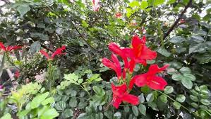 Image result for Tecomaria