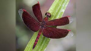 A dragonfly is an insect belonging to the order odonata, infraorder anisoptera (from greek ἄνισος anisos, unequal and πτερόν pteron, wing, because the hindwing is broader than the forewing).adult dragonflies are characterized by large, multifaceted eyes, two pairs of strong, transparent wings, sometimes with coloured patches, and an elongated body. Dragonflies Ancient And Aggressive Insect Aviators Howstuffworks