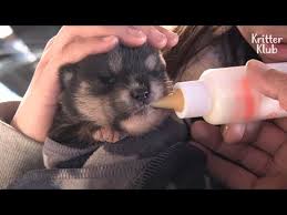 Download Woman Breastfeeding Puppy 3gp Mp4 Codedwap