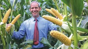 Zinc and magnesium deficiency are common in maize crop. Step By Step Guide To Planting Maize Farmers Weekly