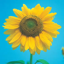 After 3 days they arrived on the south island! Mammoth Gray Stripe Sunflower Gurney S Seed Nursery Co