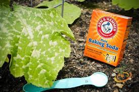 But besides being unattractive, powdery mildew can, in extreme cases, result in leaf yellowing and dropping; How To Control Powdery Mildew The Easy Way Seedsnow Com