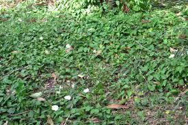 Image result for Thunbergia annua