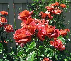 Learn how to make this decadent drink with your favorite hot chocolate mix and milk. Amazon Com Hot Cocoa Rose Chocolate Blooms Sweet Fragrance 4 Pot Patio Lawn Garden Hot Cocoa Rose Sweet Fragrances Rose Hot