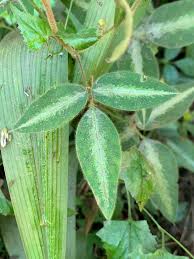 Image result for Desmodium uncinatum