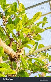 Image result for Ficus saussureana