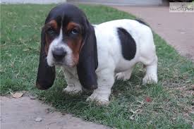 All our babies have gone to their furever homes. Pics Of Basset Hound Puppies Posted By Christopher Anderson