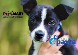 Maybe you would like to learn more about one of these? Carolina Paws Adoption Event