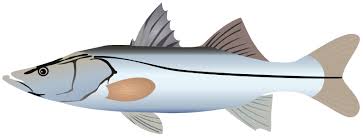 Download Fauna Fish