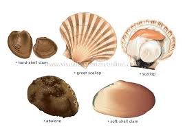 More Mollusks Shell Seafood Clam Scallop Abalone Molluscs Food Mollusk