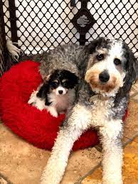 Maryland puppies online we have been breeding and selling puppies since 2008. Maryland Puppies Online 227 Gateway Dr D Bel Air Md 21014 Usa