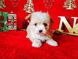 He is housed at mini mutts animal rescue. Adorable Toy And Teacup Maltipoo Puppies For Adoption 9 Weeks Old For Sale In San Antonio Texas Classified Americanlisted Com